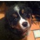rocco, Berner Sennenhund - Rüde