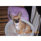 romeo, Chihuahua kurzhaariger Schlag - Rüde