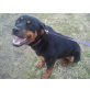 ronja, Rottweiler - Hündin
