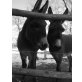 rosi/olga, Ungarischer Zwergesel - Stute