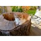 rot-weiße Katze - Katze