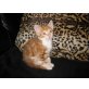 rot/weißer Kater 7 Wochen alt - Kater