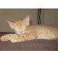 roter Kater sucht neuen Dosenöffner - Kater