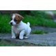roy, Jack-Russell-Terrier - Rüde