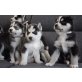 roy, Siberian Husky - Rüde
