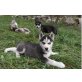 roy, Siberian Husky - Rüde