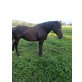 rumänisches Warmblut - Stute