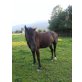 rumänisches Warmblut - Wallach