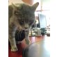 russisch blau - Tiger? - Kater