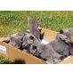 russische blaue, Russisch Blau - Katze