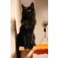 sally, Maine Coon - Katze