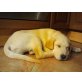 sam, Labrador Retriever Welpen - Rüde