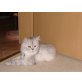 sam, Perser - Kater
