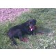 sam, Rottweiler - Rüde