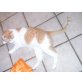 sam, hauskater - Kater