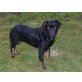 sam, rottweilermischling Welpen - Rüde