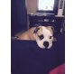 sammy, Olde English Bulldogge - Rüde