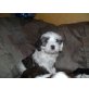sammy, tibetterrier cavalier king charles mischling Welpen - Rüde