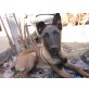 samy, Malinois Welpen - Rüde