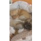 sanches, Chihuahua langhaariger Schlag Welpen - Rüde