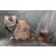 sanftes Wesen-wilde Farbe :), Maine Coon - Katze