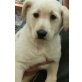 sanny, labrador Welpen - Hündin