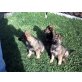 schäferhund Welpen - Rüde