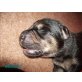 schäferhund  schäferhund/hoverwartmischling Welpen - Rüde