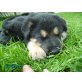 schäferhund und schäferhund-hoverwartmischlin - Rüde