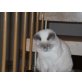 scherri, Britisch Kurzhaarkatze - Katze