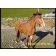 schicker 3 J. Appaloosa - Wallach