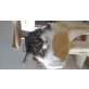 schiwa, Maine Coon - Katze
