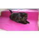 schmuser Jonny - Kater