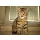 schmuser Moritz - Kater