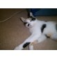 schmuserin Kitty - Katze