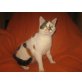 schmuserin Lena - Katze