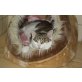 schmuserin Lilly - Katze