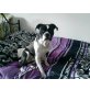 schnuffel, beagle-bulldog Welpen - Rüde