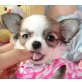 schöne Chihuahua Welpen Welpen - Rüde