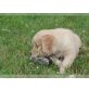 schöne Golden Retriever bereit, Golden Retriever - Hündin