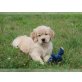 schöne Golden Retriever bereit,, Golden Retriever - Rüde
