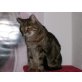 schöne Mali - Katze