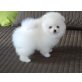 -** schöne kleine Pomeranian Welpen * *-, Zwergspitz - Rüde