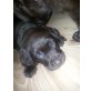 schokobraune Labrador Welpen, Labrador Retriever Welpen - Rüde