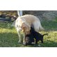 schwarz, Labrador Retriever Welpen - Hündin