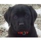 schwarz, Labrador Retriever Welpen - Hündin