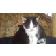 schwarz und kater unbekannt - Kater