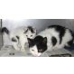 schwarz weiße Mama und ihr Baby - Katze