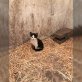 schwarz-weißes Katzenmädi sucht neues Zuhause - Katze