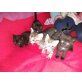 schwarze Babykätzchen - Katze